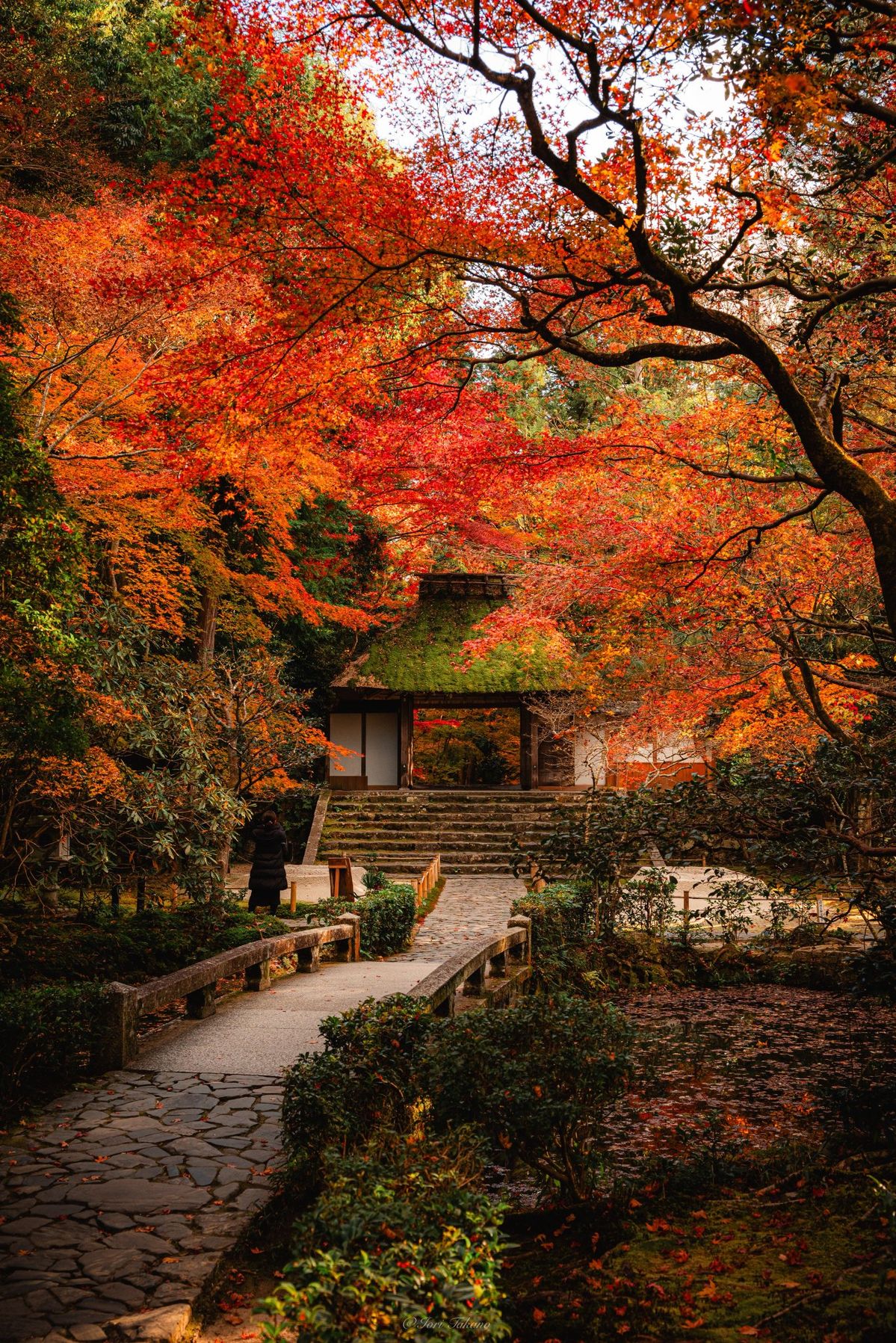 Traditional Japanese garden in autumn