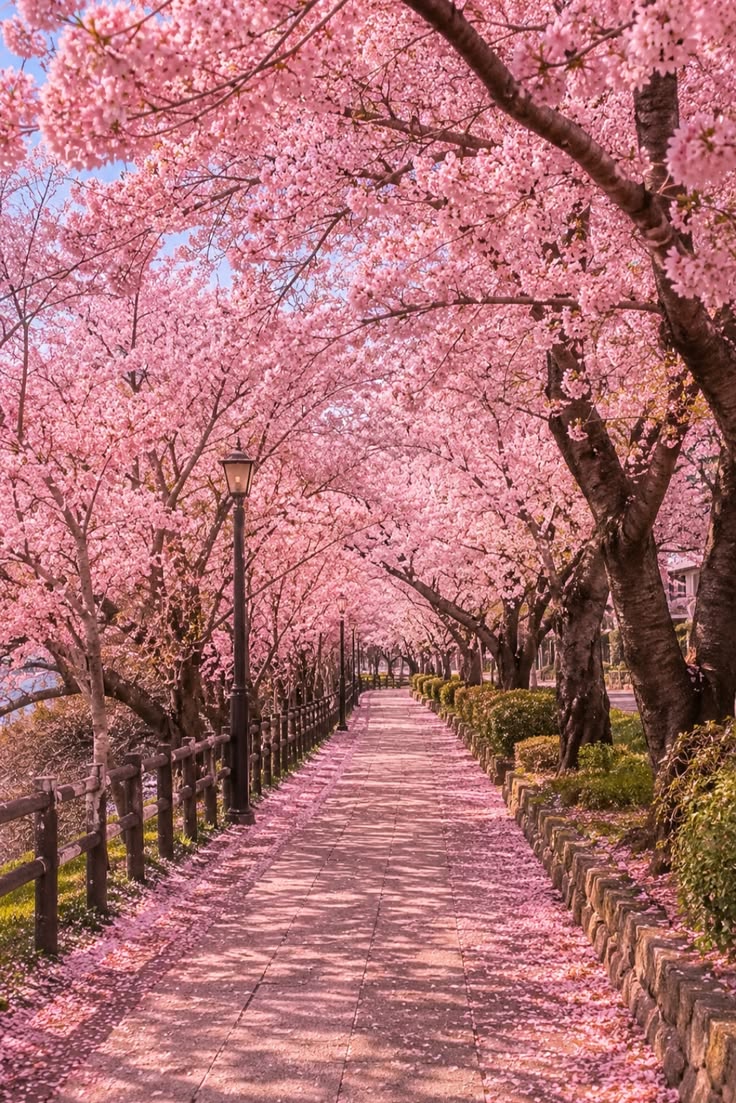Cherry blossoms around the ryokan